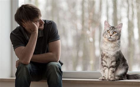 Why do cats cling to you when you are sick?