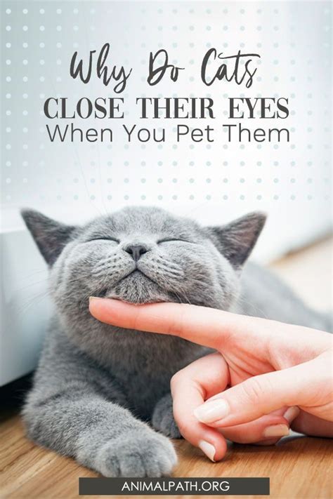 Why do cats close their eyes when looking at you?