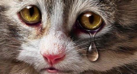 Why do cats cry when you carry them?