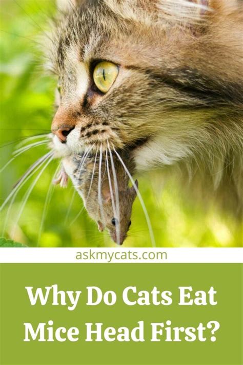Why do cats eat mice heads?