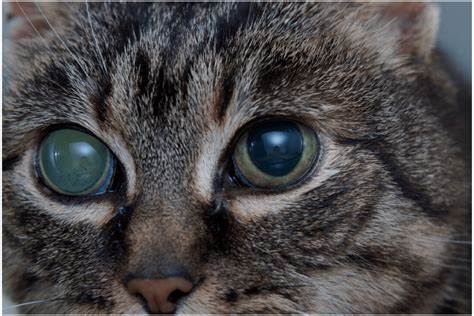 Why do cats eyes go cloudy when they die?