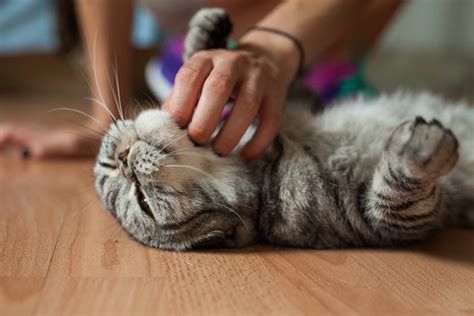Why do cats grab you when you touch their belly?