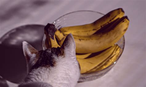 Why do cats hate bananas?