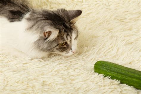 Why do cats hate broccoli?