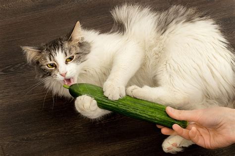 Why do cats hate cucumber?