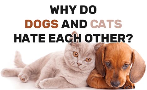 Why do cats hate dog food?