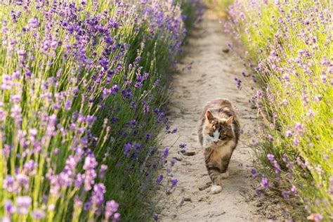 Why do cats hate lavender?