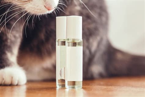 Why do cats hate perfume?