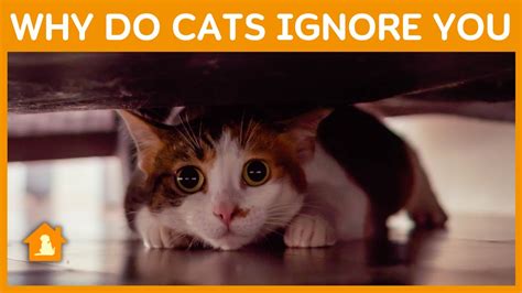 Why do cats ignore you?