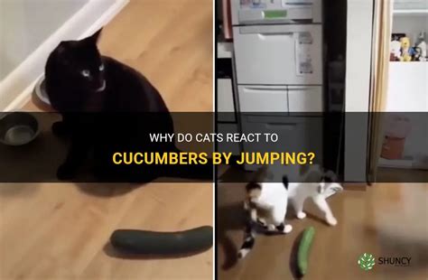 Why do cats jump when they see a cucumber?