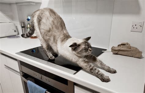 Why do cats keep jumping on counters?