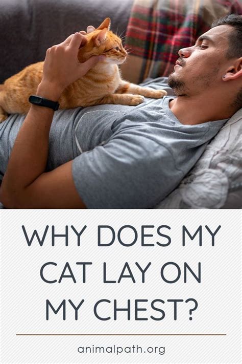Why do cats lay on your chest?