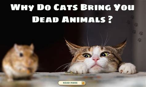 Why do cats leave dead animals for you?