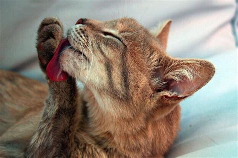 Why do cats lick human wounds?