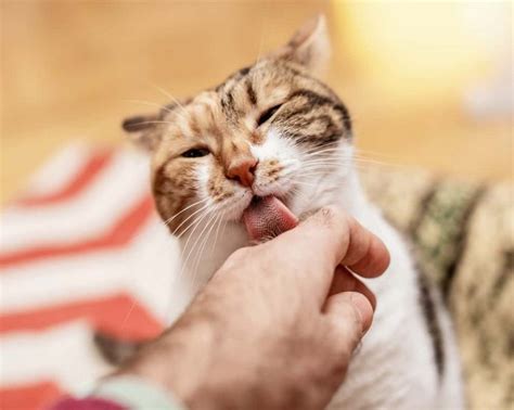 Why do cats lick then bite each other?
