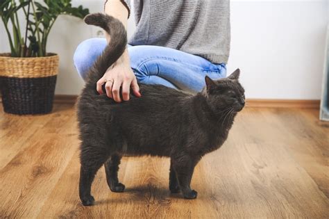 Why do cats lift their bums when you pet them?