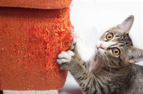 Why do cats like fabric?