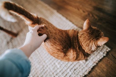 Why do cats like their butt scratched?
