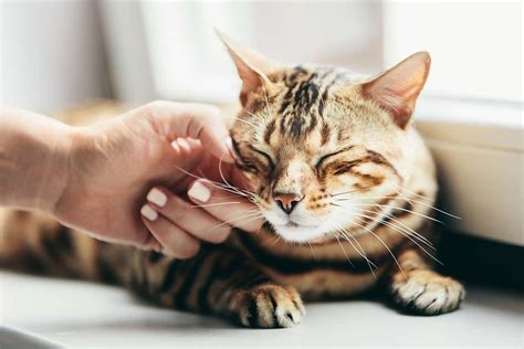 Why do cats lose their purr?