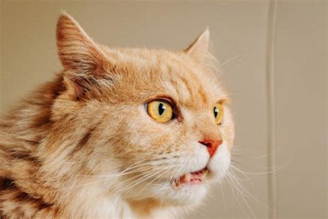 Why do cats make a weird face when they smell something?