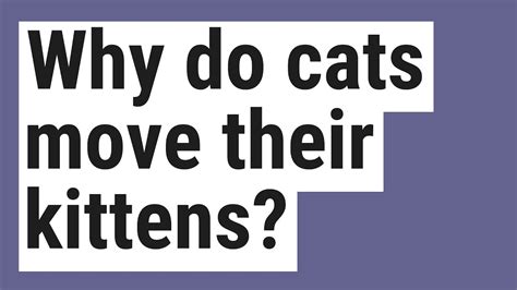 Why do cats move away when you try to kiss them?