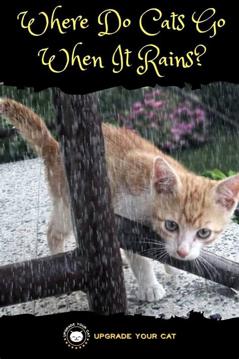 Why do cats not like the rain?