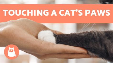 Why do cats not like their paws being touched?