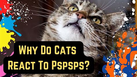Why do cats respond to Pspsps?