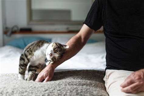 Why do cats rub against you then bite?