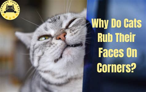 Why do cats rub their face on corners?