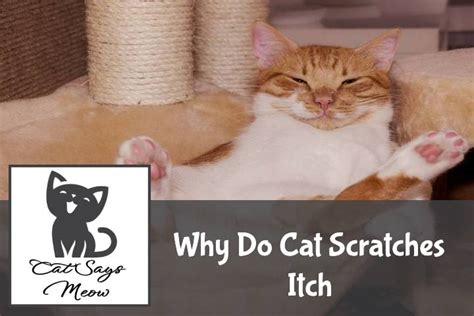 Why do cats scratch around coffee?