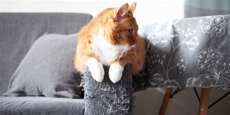 Why do cats scratch furniture so much?