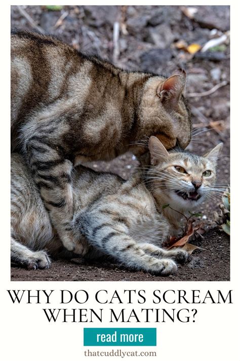 Why do cats scream when mating?