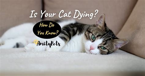 Why do cats seek solitude when dying?