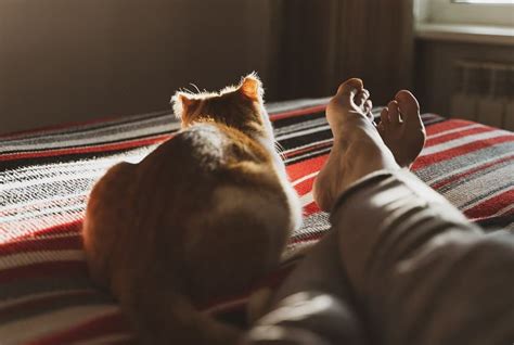 Why do cats sit with their back to you?