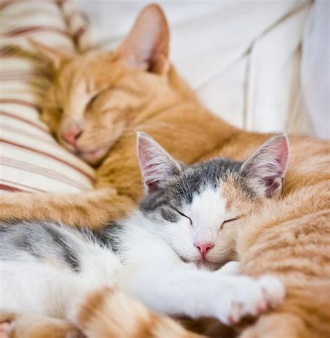 Why do cats sleep so cute?