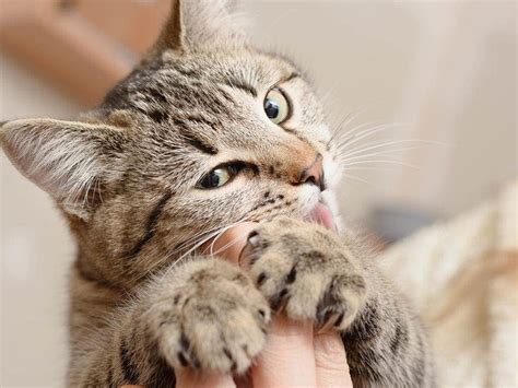 Why do cats sniff your finger?
