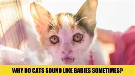 Why do cats sound like babies?