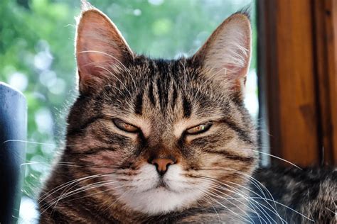 Why do cats squint their eyes when you talk to them?