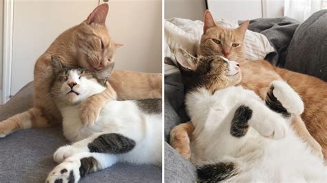 Why do cats stop liking each other?