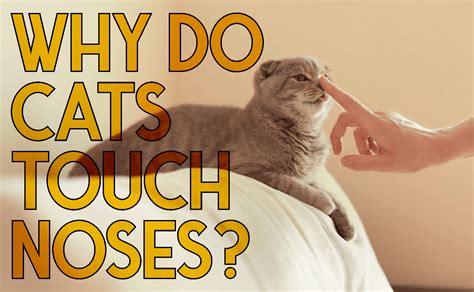 Why do cats touch noses with you?