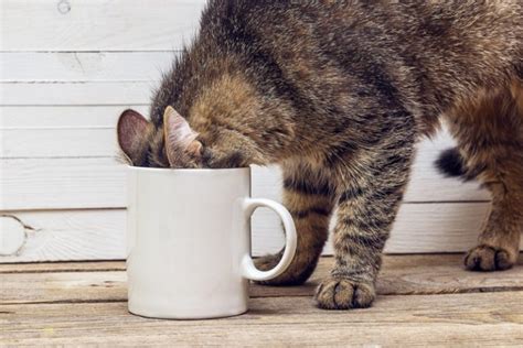 Why do cats try to bury coffee?