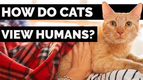 Why do cats watch their owners?