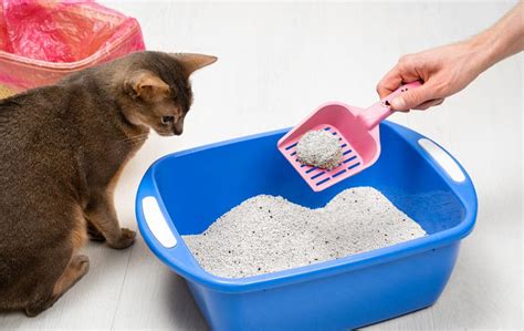 Why do cats watch us clean their litter box?