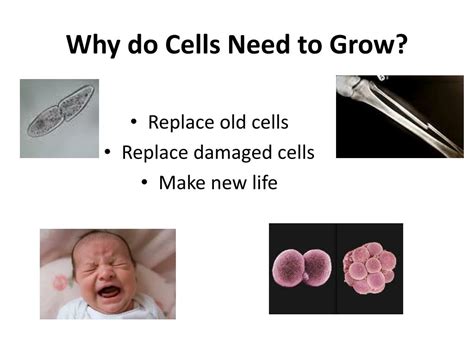 Why do cells get smaller?