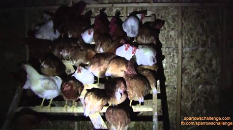 Why do chickens go crazy at night?
