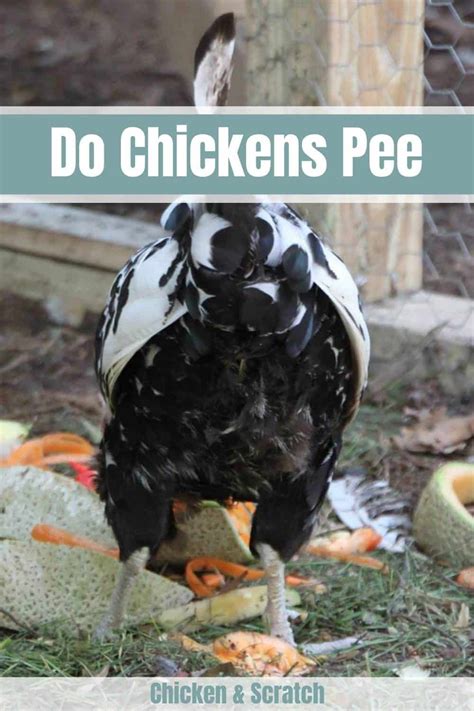 Why do chickens not pee?