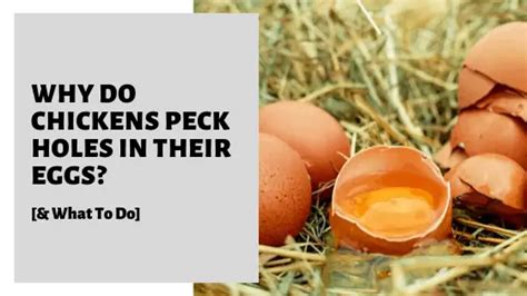Why do chickens peck eggs?