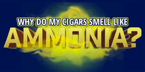 Why do cigars taste like ammonia?