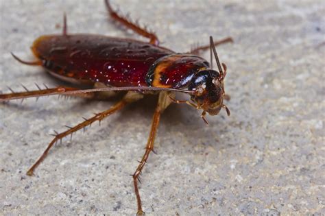 Why do cockroaches fly towards you?